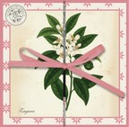 Espositore da banco collezione I BOTANICI - TAVOLE BOTANICHE - 24pz 4 soggetti