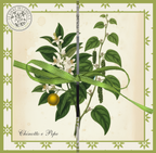 🍋🌿Tavola Botanica-CHINOTTO E PEPE