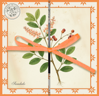 Espositore da banco collezione I BOTANICI - TAVOLE BOTANICHE - 24pz 4 soggetti
